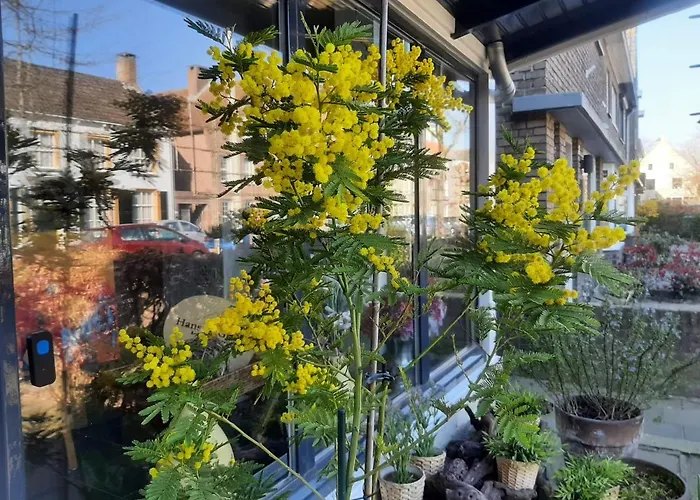 Bed And Breakfast Hans En Gridje Breda