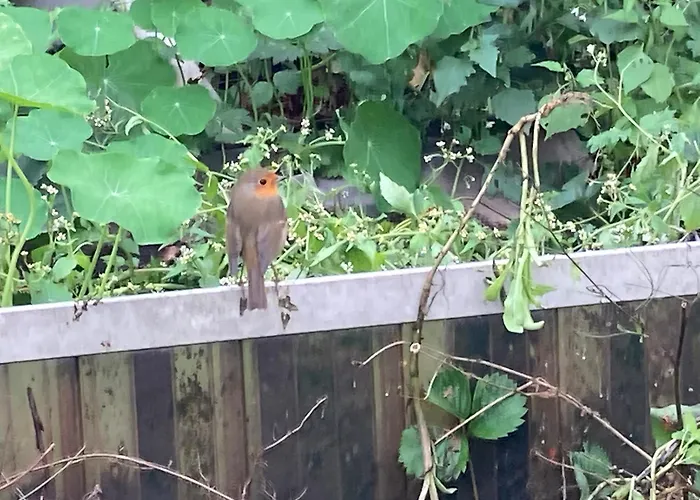 De Nieuwe Warande Bed and Breakfast Tilburg